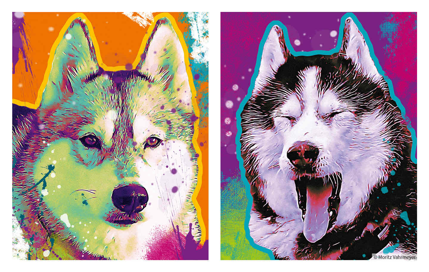 Absolut Husky Header